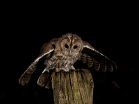 Tawny owlet