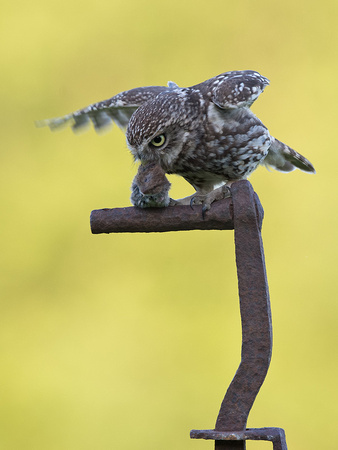 Little Owl (male)