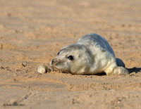 Grey Seal pup