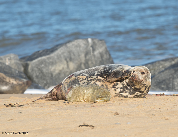 Grey seal after giving birth