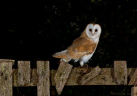 Barn Owl juvenile