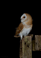 barn Owl (juvenile)