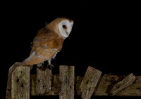 Barn Owl (juvenile)