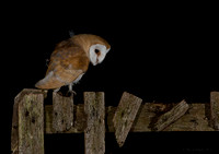 Barn Owl (juvenile)
