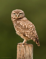 Little Owlet