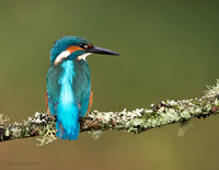 Kingfisher juv male