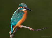 Kingfisher (female)