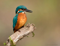 Kingfisher, juvenile male