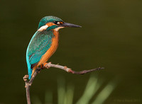 Kingfisher ( male)