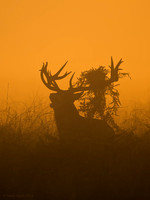 red deer stag at sunrise