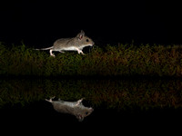 Wood mouse reflection