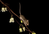 Wood mouse and Clematis