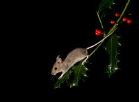 Wood mouse and Holly