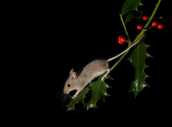 Wood mouse and Holly