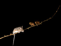 Wood mouse on Larch