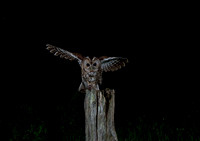 Adult Tawny owl