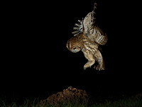 Tawny owl and Mole