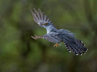 Male Cuckoo