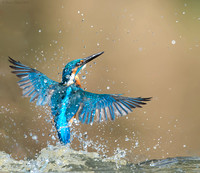 Kingfisher emerging