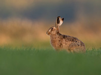 Brown hare