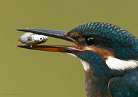 Kingfisher with stickleback