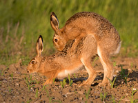 Mating Brown Hares