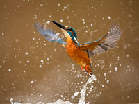 Kingfisher action shots
