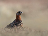 Male  Red grouse