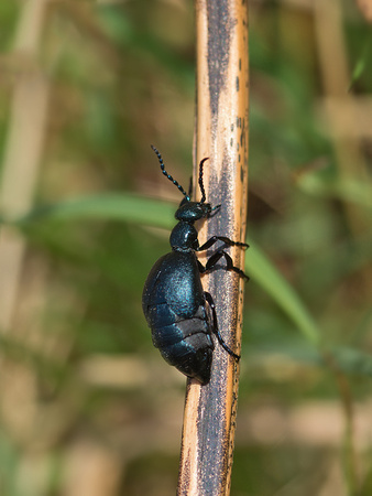 Black Oil beetle