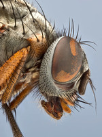 Lesser house-fly