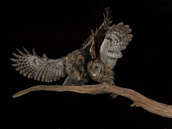 Adult and Owlet