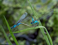 Blue-tailed damsels