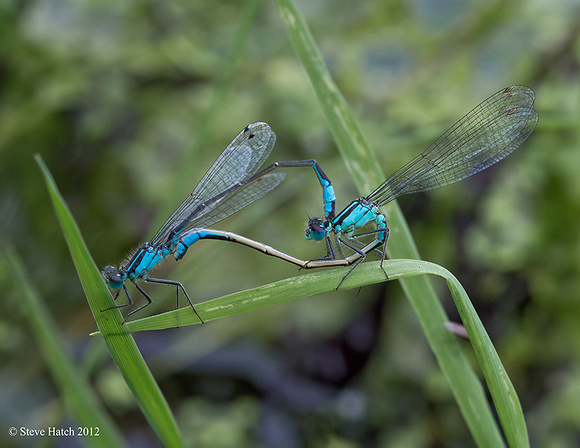 Blue-tailed damsels