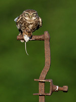 Little Owl (male)