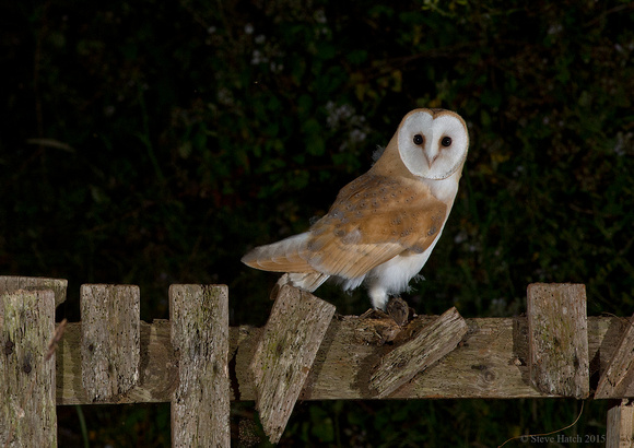 Barn Owl juvenile