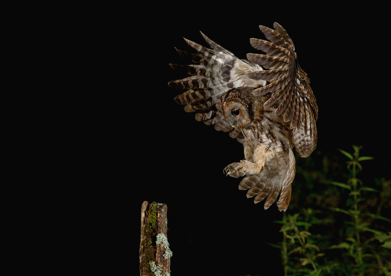 Tawny owl juvenile
