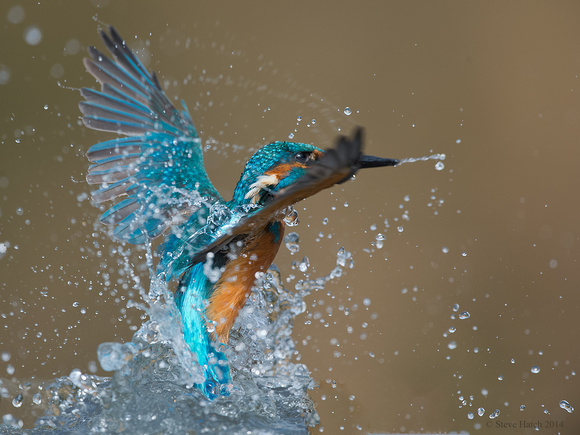 Emerging Kingfisher