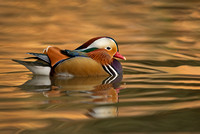 Male Mandarin duck