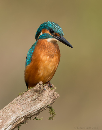 Kingfisher, juv male