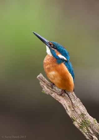 Juv. male Kingfisher