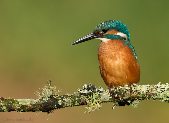 Kingfisher (juv male)
