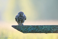 Backlit Little owl