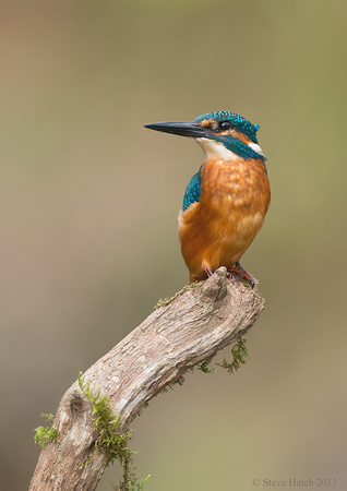 Male juv. Kingfisher