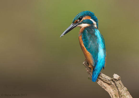 Juv. male Kingfisher