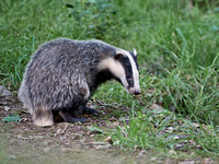 Badger (male)