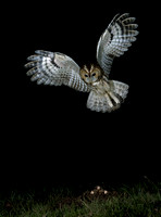 Tawny owls