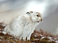 Yawning Mountain hare