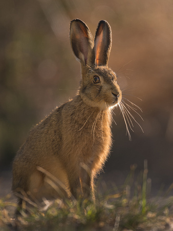 Young Hare in the early morning sun