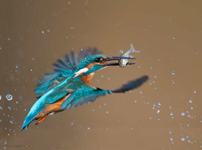Male kingfisher