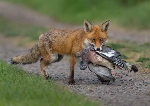 Red fox with Wood pigeon